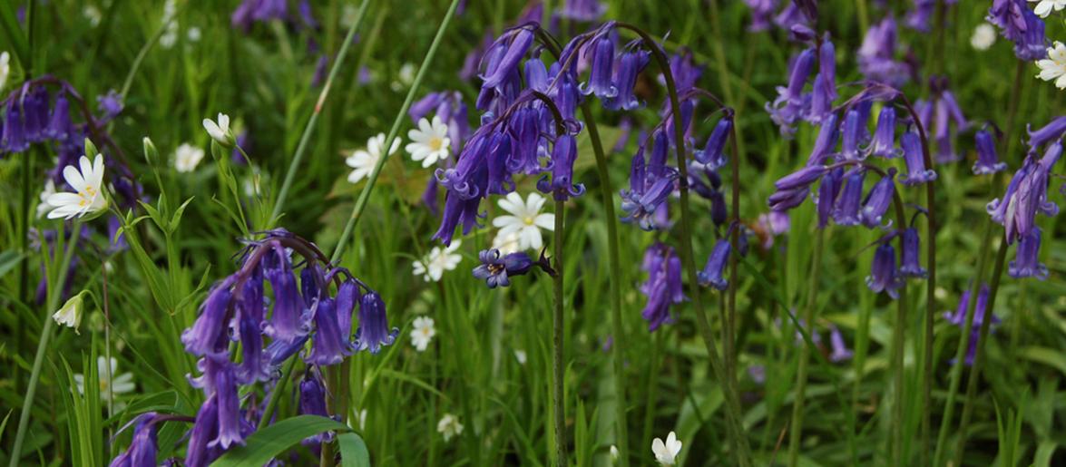 Bluebells in Bradley Woods
